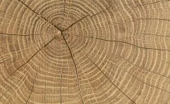 Vitrine Cortina | Weiß / Eiche Altholz (Nachbildung) -Kommode & Sideboards Verkäufe 12204468 8 202106232232