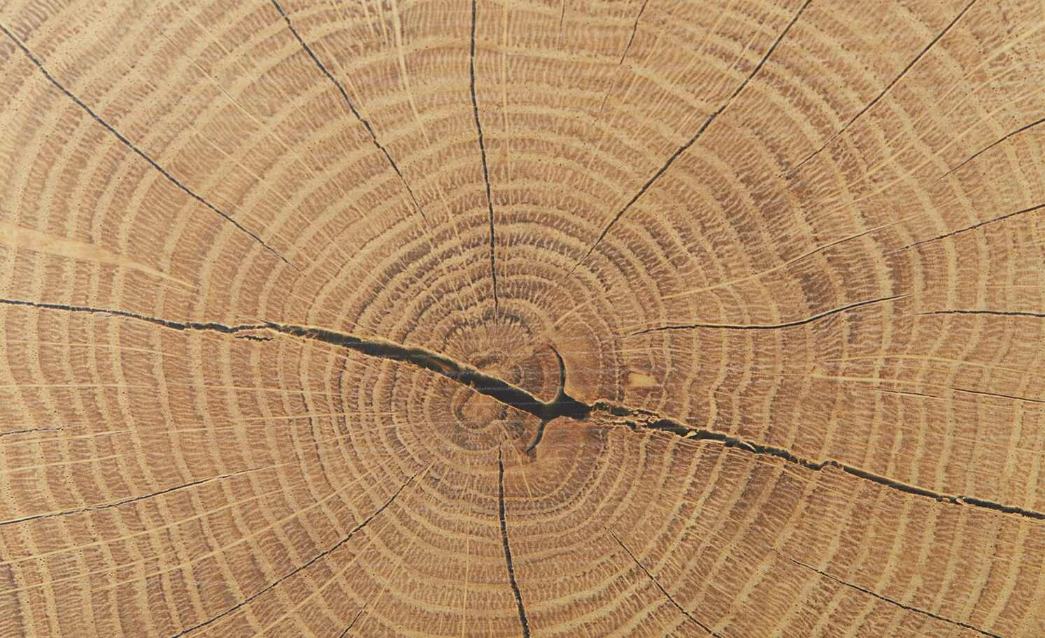 Hängevitrine Cortina | Schwarz / Eiche Altholz (Nachbildung) 12 Hängevitrine Cortina | Schwarz / Eiche Altholz (Nachbildung) – Bild 12